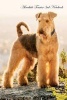 Airedale Terrier 3rd Notebook Record Journal, Diary, Special Memories, to Do List, Academic Notepad, and Much More (Paperback) - Breeds of Beauty Photo