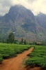 Tea Estate in Malawi Journal - 150 Page Lined Notebook/Diary (Paperback) - Cool Image Photo