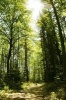 Sunny Forest Journal - 150 Page Lined Notebook/Diary (Paperback) - Cool Image Photo