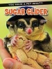 Sugar Glider (Paperback) - Karen Kenney Photo