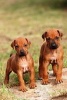 Two Adorable Baby Rhodesian Ridgeback Puppy Dogs Journal - 150 Page Lined Notebook/Diary (Paperback) - Cs Creations Photo