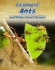 A Colony of Ants - and Other Insect Groups (Hardcover) - Anna Claybourne Photo