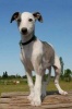 A Whippet Puppy Dog Journal - 150 Page Lined Notebook/Diary (Paperback) - Cs Creations Photo