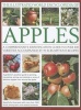 The Illustrated World Encyclopedia of Apples - a Comprehensive Identification Guide to Over 400 Varieties Accompanied by 95 Scrumptious Recipes (Hardcover) - Andrew Mikolajski Photo