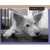 Pawfiles - Portraits of Dogs: A Bark and Smile Book (Hardcover) - Kim Levin Photo