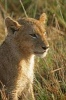 Lion Cub Journal - 150 Page Lined Notebook/Diary (Paperback) - Cool Image Photo