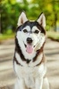 Say Hello to the Husky Dog Journal - 150 Page Lined Notebook/Diary (Paperback) - Cool Image Photo