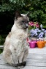 Blue Point Siamese Cat Journal - 150 Page Lined Notebook/Diary (Paperback) - Cool Image Photo