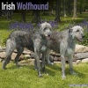 Irish Wolfhound Calendar 2017 (Paperback) - Avonside Publishing Ltd Photo