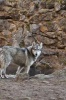 Gorgeous Gray Wolf in Rocky Canyon Journal - 150 Page Lined Notebook/Diary (Paperback) - Cs Creations Photo