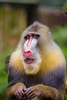 A Cute Mandrill Sitting Down - Blank 150 Page Lined Journal for Your Thoughts, Ideas, and Inspiration (Paperback) - Unique Journal Photo