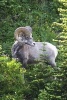 A Bighorn Sheep in the Forests of Glacier National Park, Montana - Blank 150 Page Lined Journal for Your Thoughts, Ideas, and Inspiration (Paperback) - Unique Journal Photo