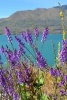 Spring Flowers at Lake Wanaka in New Zealand - Blank 150 Page Lined Journal for Your Thoughts, Ideas, and Inspiration (Paperback) - Unique Journal Photo