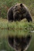 European Brown Bear Journal - 150 Page Lined Notebook/Diary (Paperback) - Cool Image Photo