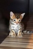 Bengal Kitten Cat Journal - 150 Page Lined Notebook/Diary (Paperback) - Cs Creations Photo