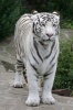 Say Hello to the White Tiger Journal - 150 Page Lined Notebook/Diary (Paperback) - Cool Image Photo