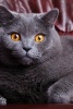 British Blue Shorthair Cat with Beautiful Eyes - Blank 150 Page Lined Journal for Your Thoughts, Ideas, and Inspiration (Paperback) - Unique Journal Photo