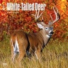 White-Tailed Deer 2017 Square (Calendar) - Inc Browntrout Publishers Photo