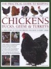 The Practical Guide to Keeping Chickens, Ducks, Geese & Turkeys - A Directory of Poultry Breeds and How to Keep Them: with Step-by-step Techniques and More Than 650 Colour Photographs (Hardcover) - Fred Hams Photo