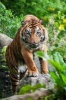 Say Hello to the Sumatran Tiger Journal - 150 Page Lined Notebook/Diary (Paperback) - Cool Image Photo