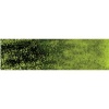 Derwent Graphitint Pencil - Meadow Photo